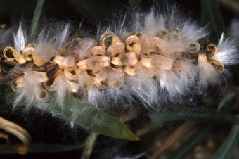 Salix exigua - dehiscing capsules